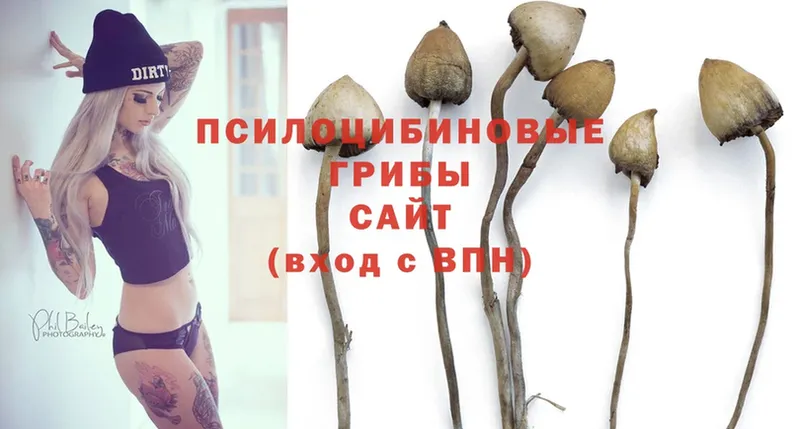 Галлюциногенные грибы Psilocybe  omg ссылки  Малая Вишера 